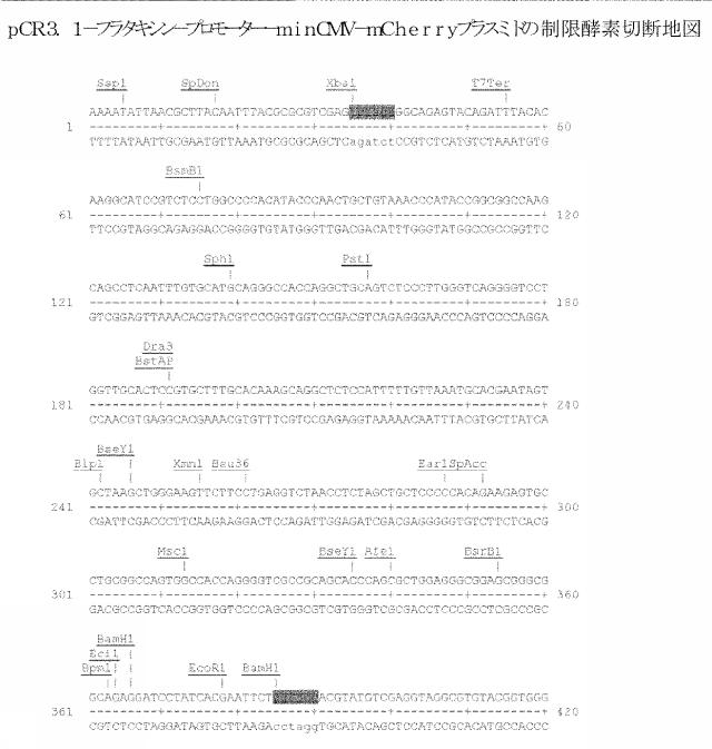 6259766-フラタキシンレベルを増加させる方法および生成物ならびにその使用 図000030