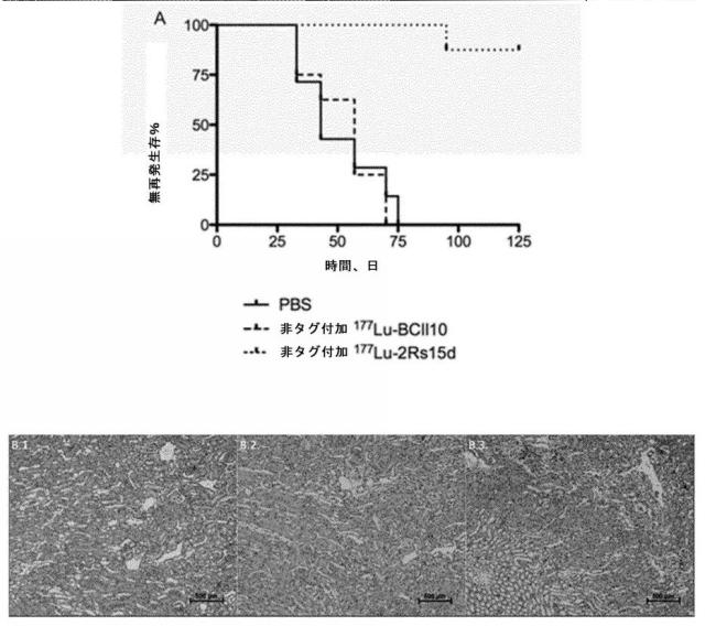 6289733-癌の予防及び／又は治療に用いるための放射標識抗体断片 図000030