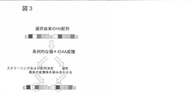 6568161-構造化ポリペプチドの特異性のモジュレーション 図000030