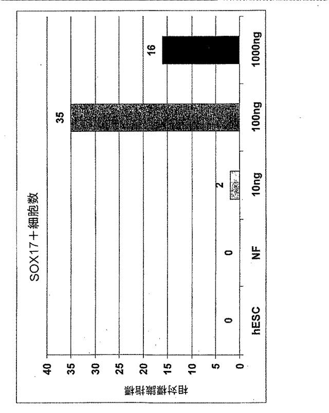 6595041-ＰＤＸ１発現背側及び腹側前腸内胚葉 図000030