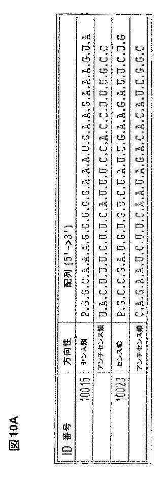 5697993-修飾ＲＮＡｉポリヌクレオチドおよびその使用 図000031