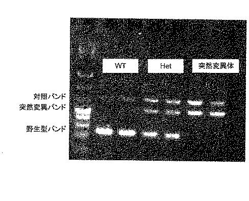 5715414-ＡＨＡＳＬ１の複数の除草剤耐性対立遺伝子を有する除草剤耐性ヒマワリ植物及び使用方法 図000031