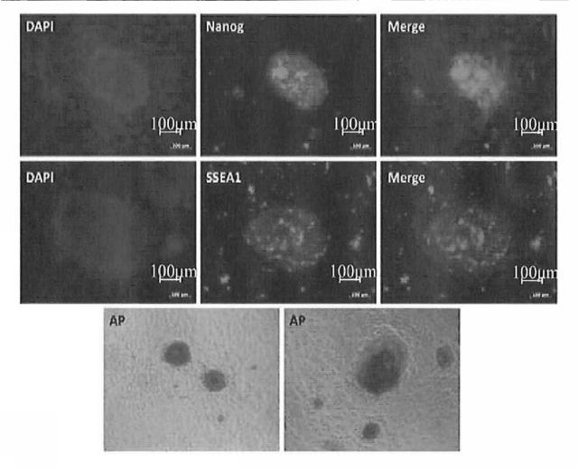 5764598-幹細胞を培養するための方法及びキット 図000031