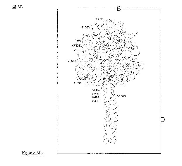 5823296-ＰＩＶ−５及びＰＩＶ−２のＦタンパク質の突然変異タンパク質 図000031