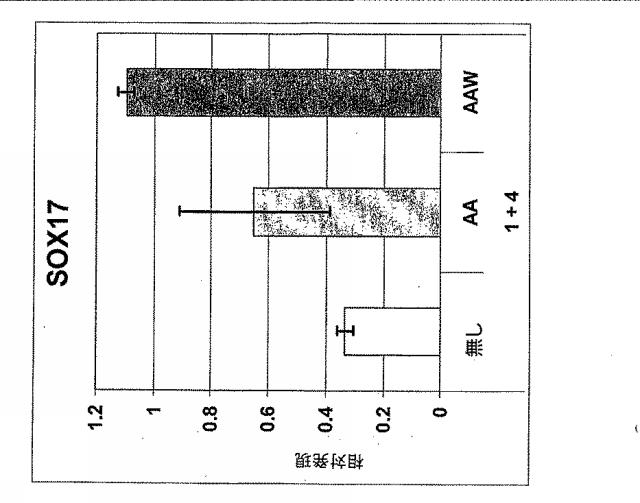 6595041-ＰＤＸ１発現背側及び腹側前腸内胚葉 図000031