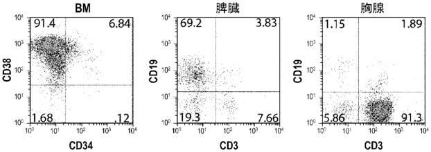 6647334-成体幹細胞のインビトロでの増殖 図000031