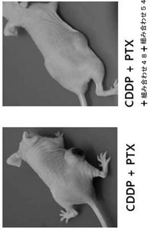 6727381-ＨＰＶ感染に係わる癌の治療用組成物 図000031