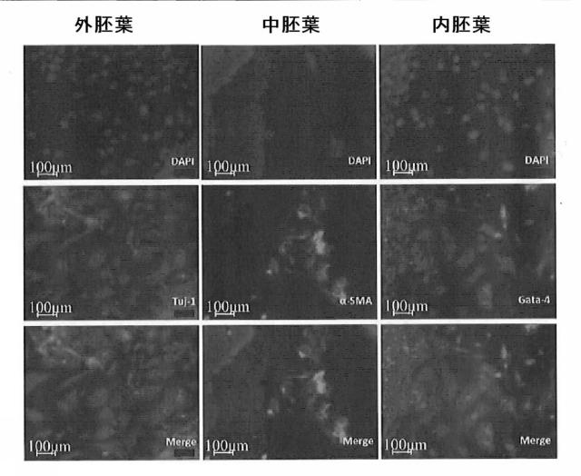 5764598-幹細胞を培養するための方法及びキット 図000032