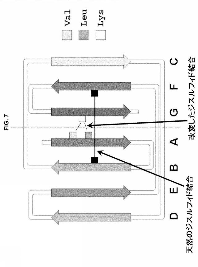 5889533-改変された抗体定常ドメイン分子 図000032