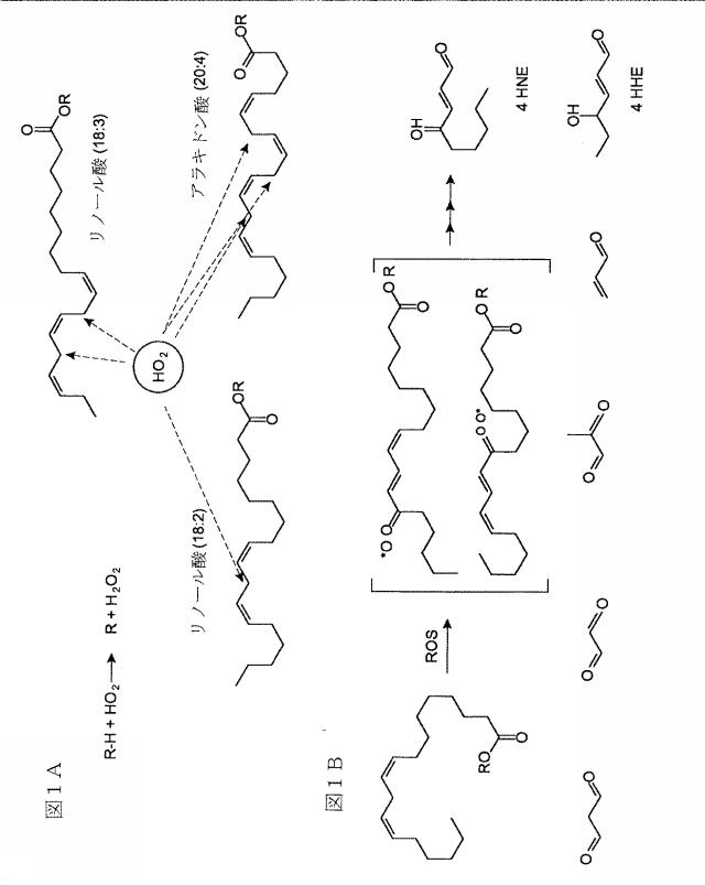 5934102-ＰＵＦＡ誘導体による酸化ストレス障害の緩和 図000032