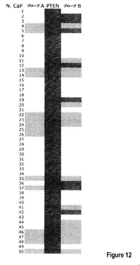 5976550-蛍光ｉｎｓｉｔｕハイブリダイゼーションによる癌抑制遺伝子の欠失を検出するための方法、プローブセットおよびキット 図000032