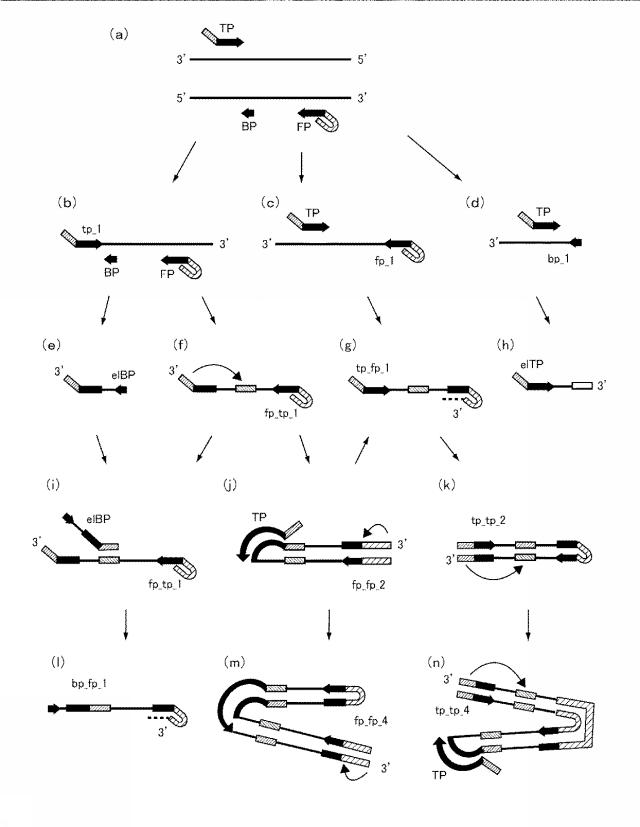 6006814-核酸増幅用プライマーの設計方法、核酸増幅用プライマーの製造方法、核酸増幅用プライマー、プライマーセット、および核酸の増幅方法 図000032