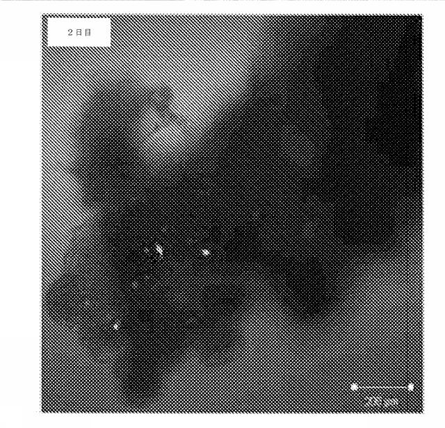 6335877-ウイルス感染を治療する方法および組成物 図000032