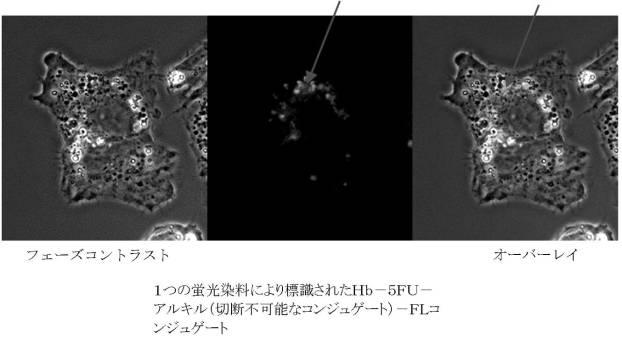 6392855-がん治療および診断イメージングのための修飾ヘモグロビンベース系治療剤を含む医薬組成物 図000032