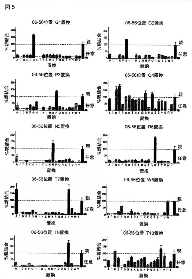 6568161-構造化ポリペプチドの特異性のモジュレーション 図000032