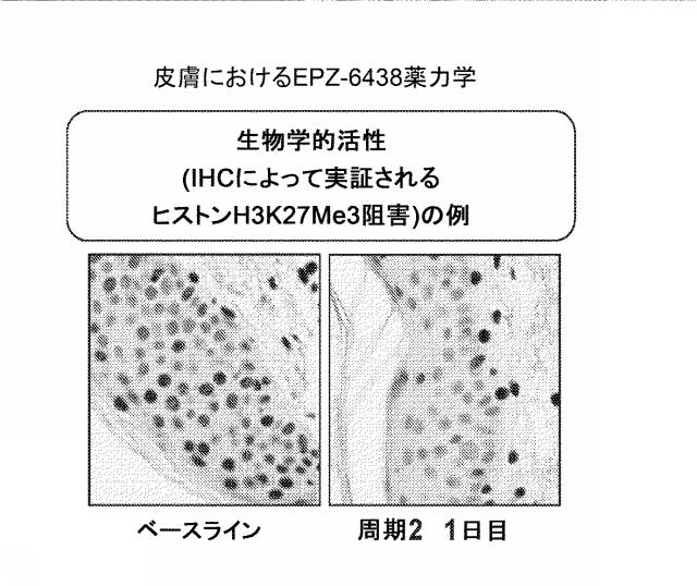 6829684-癌を処置する方法 図000032