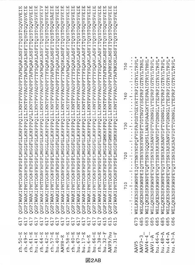 5797397-アデノ随伴ウイルス（ＡＡＶ）の同源系統群（クレイド）、配列、それらを含有するベクターおよびそれらの用途 図000033