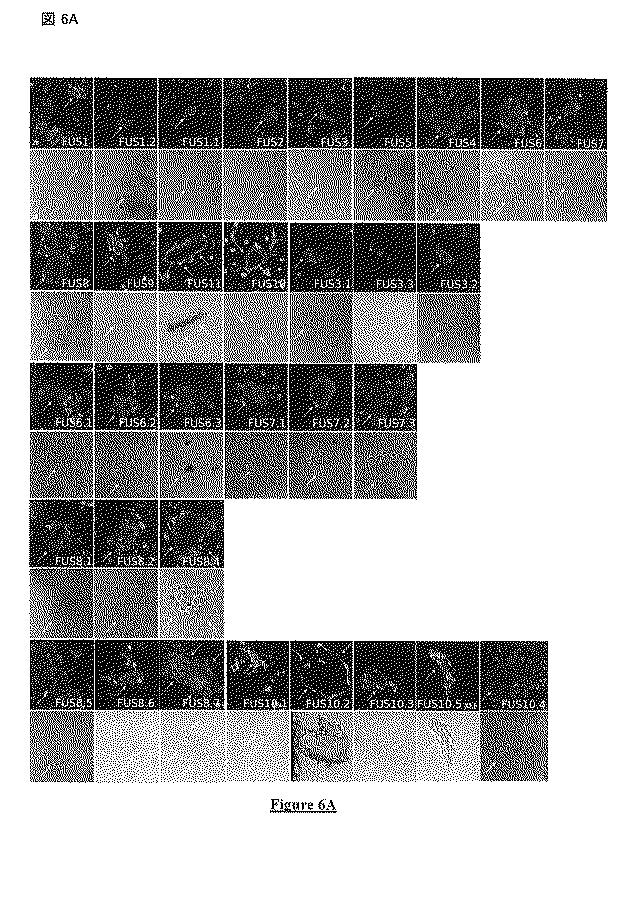 5823296-ＰＩＶ−５及びＰＩＶ−２のＦタンパク質の突然変異タンパク質 図000033