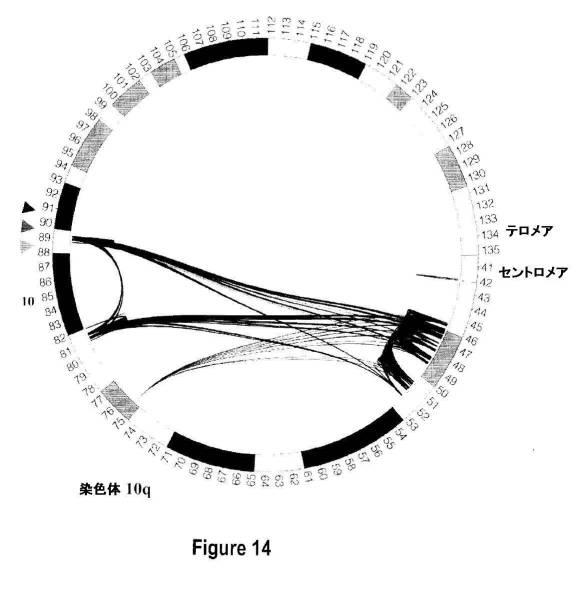 5976550-蛍光ｉｎｓｉｔｕハイブリダイゼーションによる癌抑制遺伝子の欠失を検出するための方法、プローブセットおよびキット 図000033