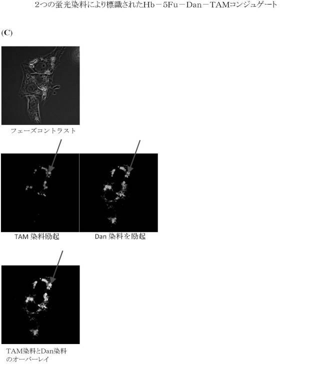 6392855-がん治療および診断イメージングのための修飾ヘモグロビンベース系治療剤を含む医薬組成物 図000033