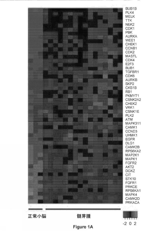 6692423-Ｗｅｅ１キナーゼ阻害剤、並びにそれを作製及び使用する方法 図000033