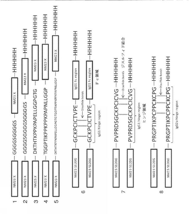 6717725-遺伝子操作した成長因子変異体 図000033