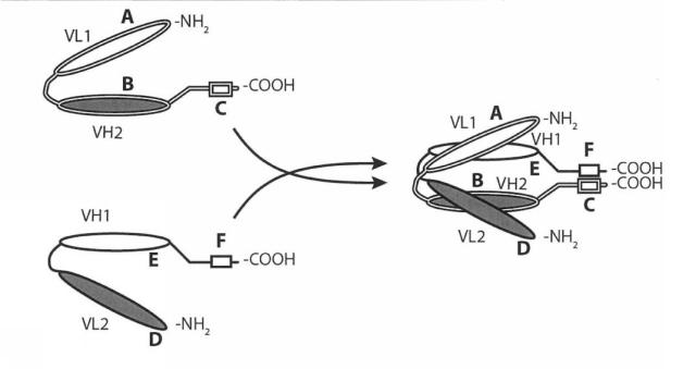 6979447-二重特異性ダイアボディ分子、薬学的組成物及びそれらの使用 図000033