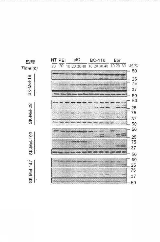 6222749-医薬組成物及びその使用 図000034