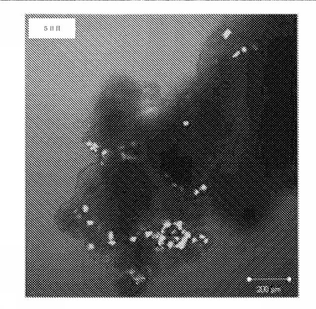 6335877-ウイルス感染を治療する方法および組成物 図000034