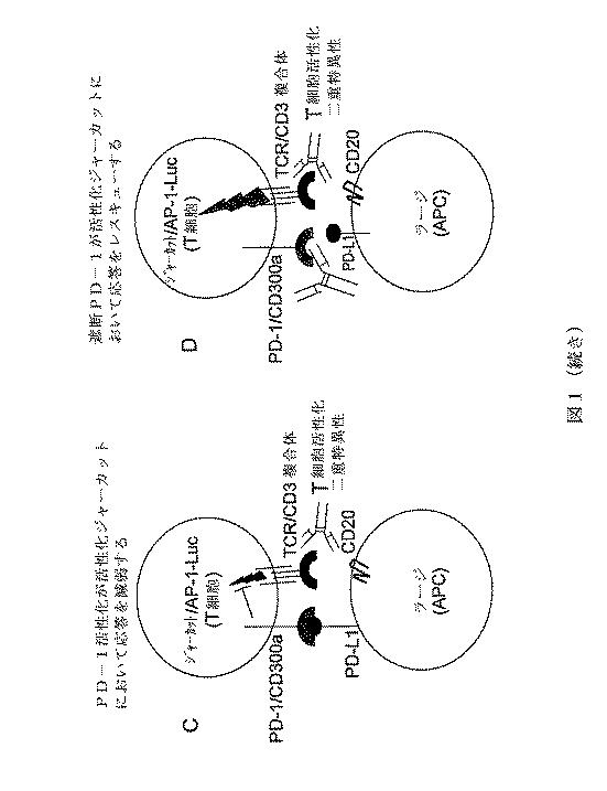 6425730-ＰＤ−１に対するヒト抗体 図000034