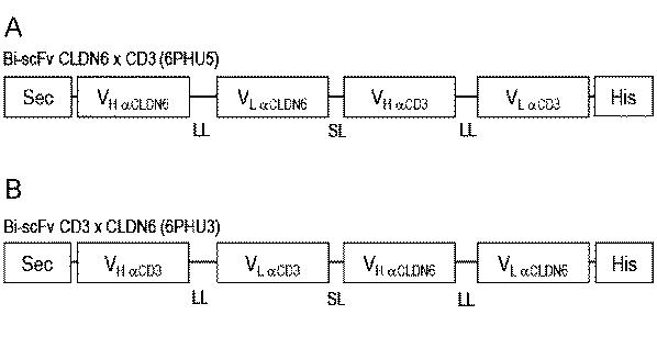 6799101-クローディンを発現するガン疾患を処置するための剤 図000034