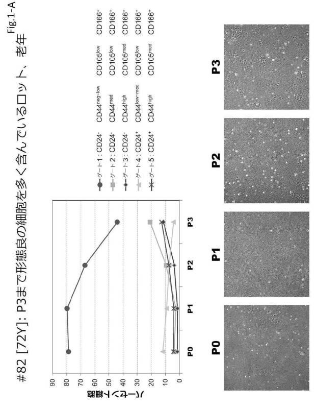 6954682-ヒト機能性角膜内皮細胞およびその応用 図000034