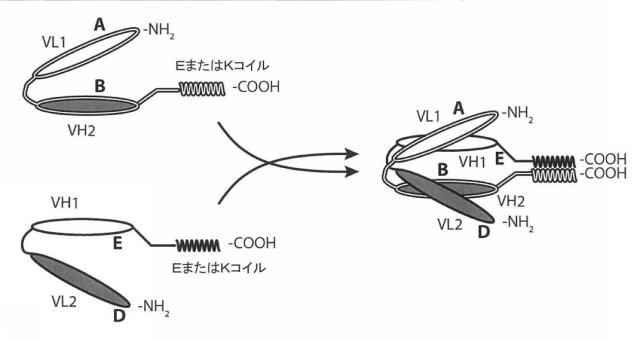 6979447-二重特異性ダイアボディ分子、薬学的組成物及びそれらの使用 図000034