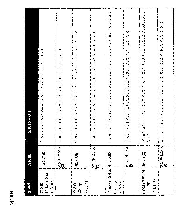 5697993-修飾ＲＮＡｉポリヌクレオチドおよびその使用 図000035