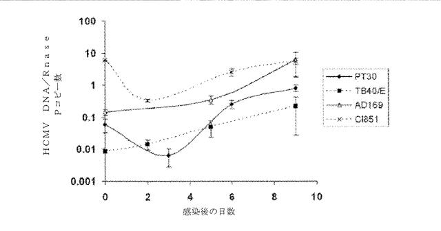 6335877-ウイルス感染を治療する方法および組成物 図000035