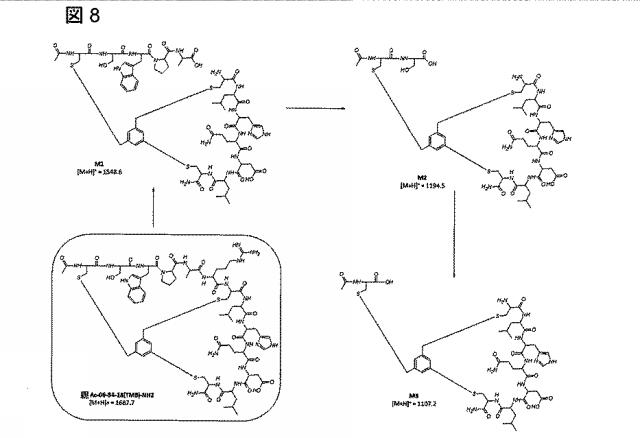 6568161-構造化ポリペプチドの特異性のモジュレーション 図000035