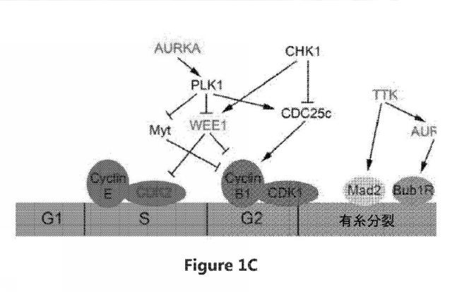 6692423-Ｗｅｅ１キナーゼ阻害剤、並びにそれを作製及び使用する方法 図000035