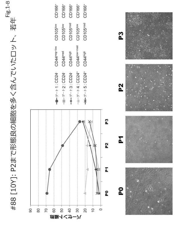 6954682-ヒト機能性角膜内皮細胞およびその応用 図000035