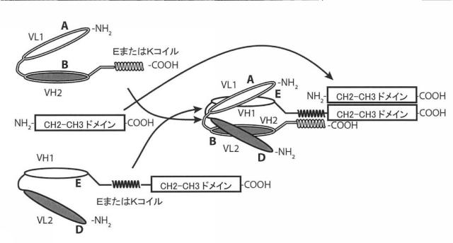 6979447-二重特異性ダイアボディ分子、薬学的組成物及びそれらの使用 図000035