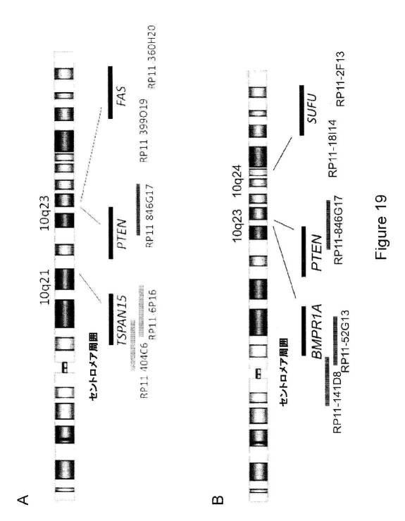 5976550-蛍光ｉｎｓｉｔｕハイブリダイゼーションによる癌抑制遺伝子の欠失を検出するための方法、プローブセットおよびキット 図000036