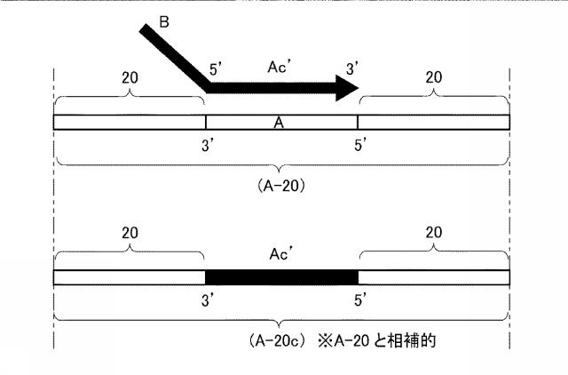 6006814-核酸増幅用プライマーの設計方法、核酸増幅用プライマーの製造方法、核酸増幅用プライマー、プライマーセット、および核酸の増幅方法 図000036