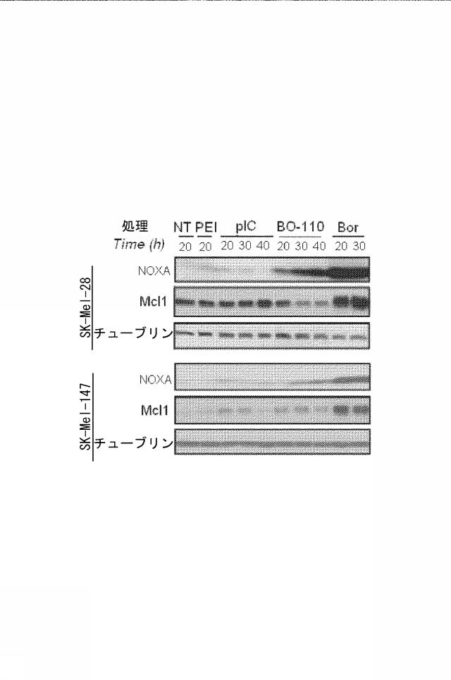 6222749-医薬組成物及びその使用 図000036