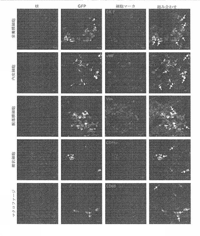 6335877-ウイルス感染を治療する方法および組成物 図000036