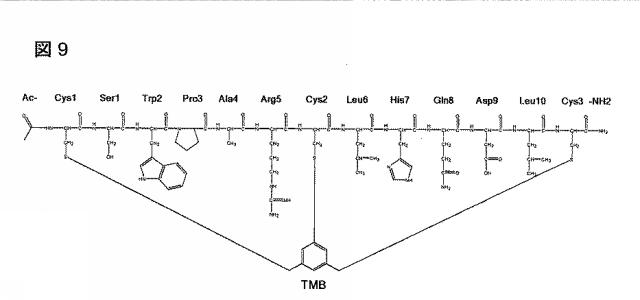 6568161-構造化ポリペプチドの特異性のモジュレーション 図000036