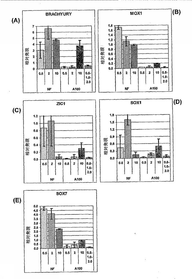 6595041-ＰＤＸ１発現背側及び腹側前腸内胚葉 図000036