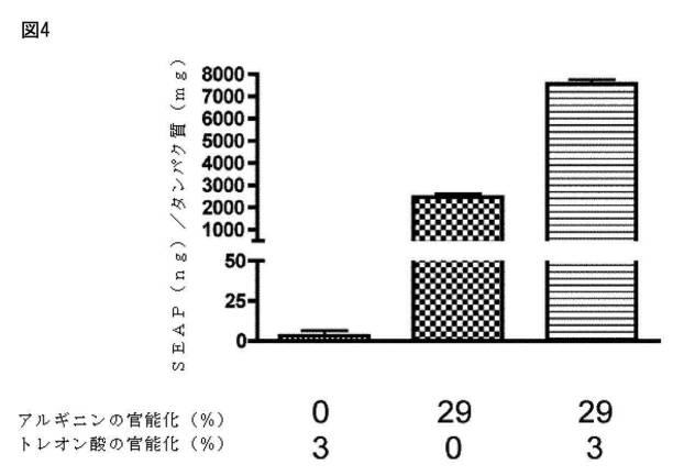 6606490-二重誘導体化キトサンナノ粒子、並びに生体内での遺伝子導入のためのその製造、及び使用方法 図000036