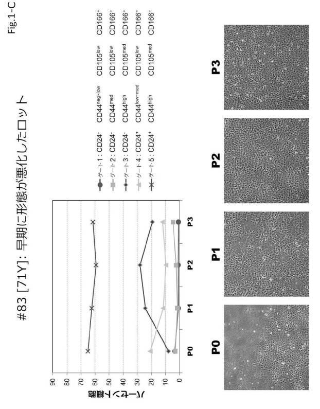 6954682-ヒト機能性角膜内皮細胞およびその応用 図000036