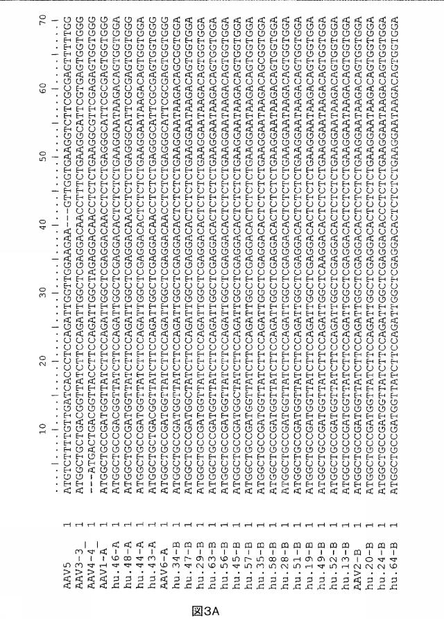 5797397-アデノ随伴ウイルス（ＡＡＶ）の同源系統群（クレイド）、配列、それらを含有するベクターおよびそれらの用途 図000037