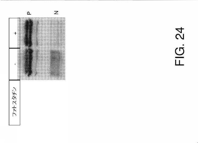 5878937-代謝障害を処置するための組成物および方法 図000037