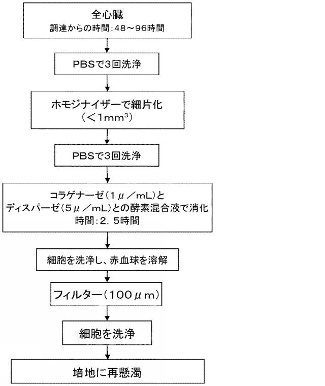 5894071-心臓組織由来細胞 図000037